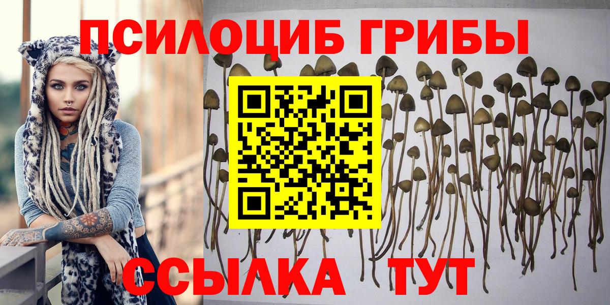 Псилоцибиновые грибы Psilocybe Благовещенск